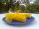 Foto : Corn on the plate   Euro - Brew