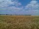 Foto : Fields in harvest