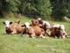 Foto : Herd of cows