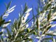 Foto : High volumes: Spain is experiencing a bumper crop of olives this year