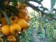 Foto :Fruit garden